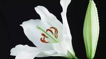 水上百合孕妇无码磁力,一场视觉与心理的双重冲击