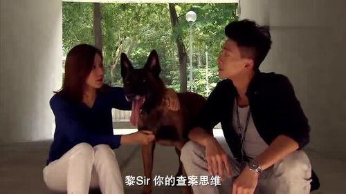 警犬巴打在线播放免费,在线免费观看，忠诚守护的温馨故事