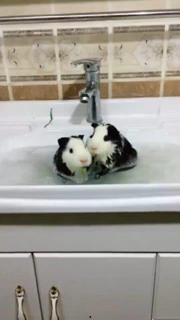 洗鸳鸯浴的过程视频,浪漫共浴新体验