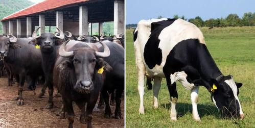 母乳牛日本,探寻日本母乳牛的独特魅力与养殖技术