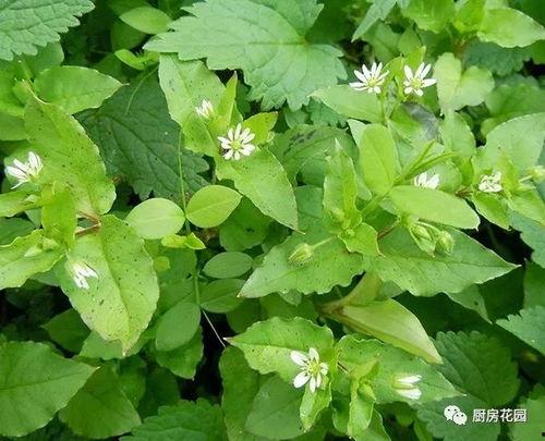 七草 无码 下载