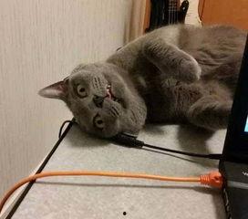 猫装死视频,揭秘猫咪装死背后的秘密