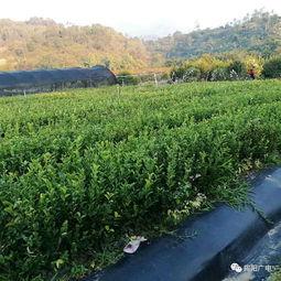 油茶种植视频,从播种到收获的绿色之旅